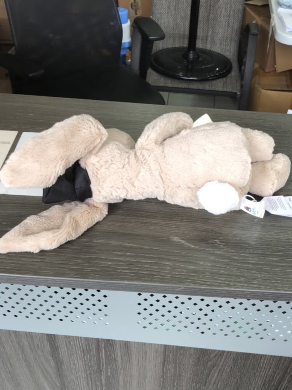 Jellycat Bashful Bunny Graduation - BNWT - Picture 3 of 8